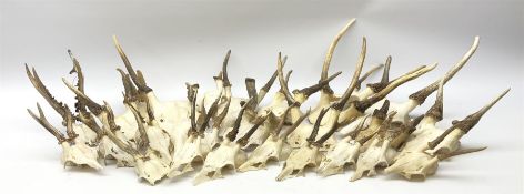 A collection of red deer skulls with single point antlers and roe deer skulls with antlers