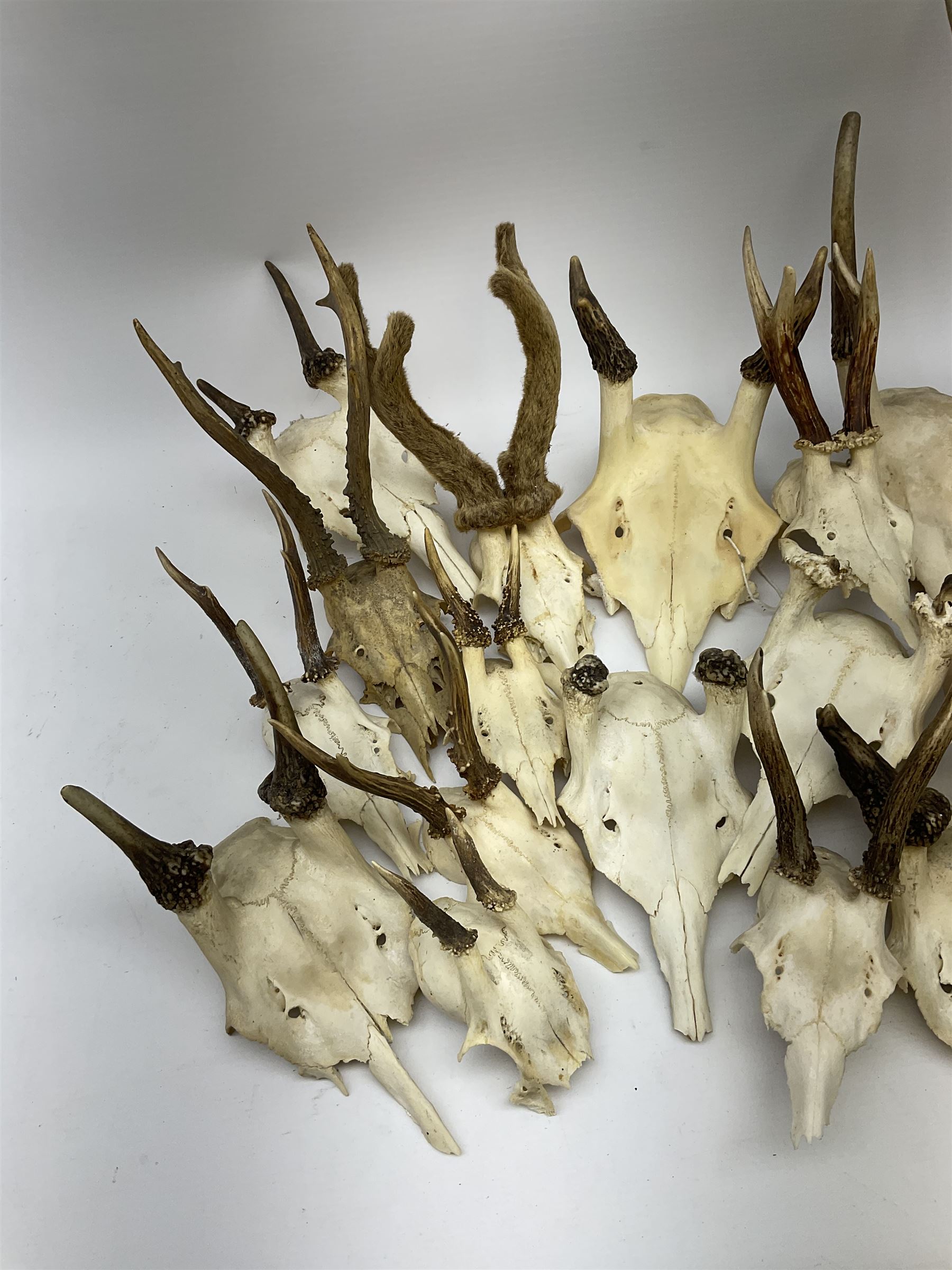 A collection of red deer skulls with single point antlers and roe deer skulls with antlers - Image 2 of 4