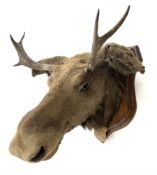 Taxidermy: European Moose (Alces alces)