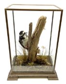 Taxidermy: Great spotted woodpecker (Dendrocopos major) a full mount on a tree stump in a