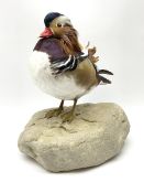 Taxidermy: Mandarin duck (Aix galericulata)