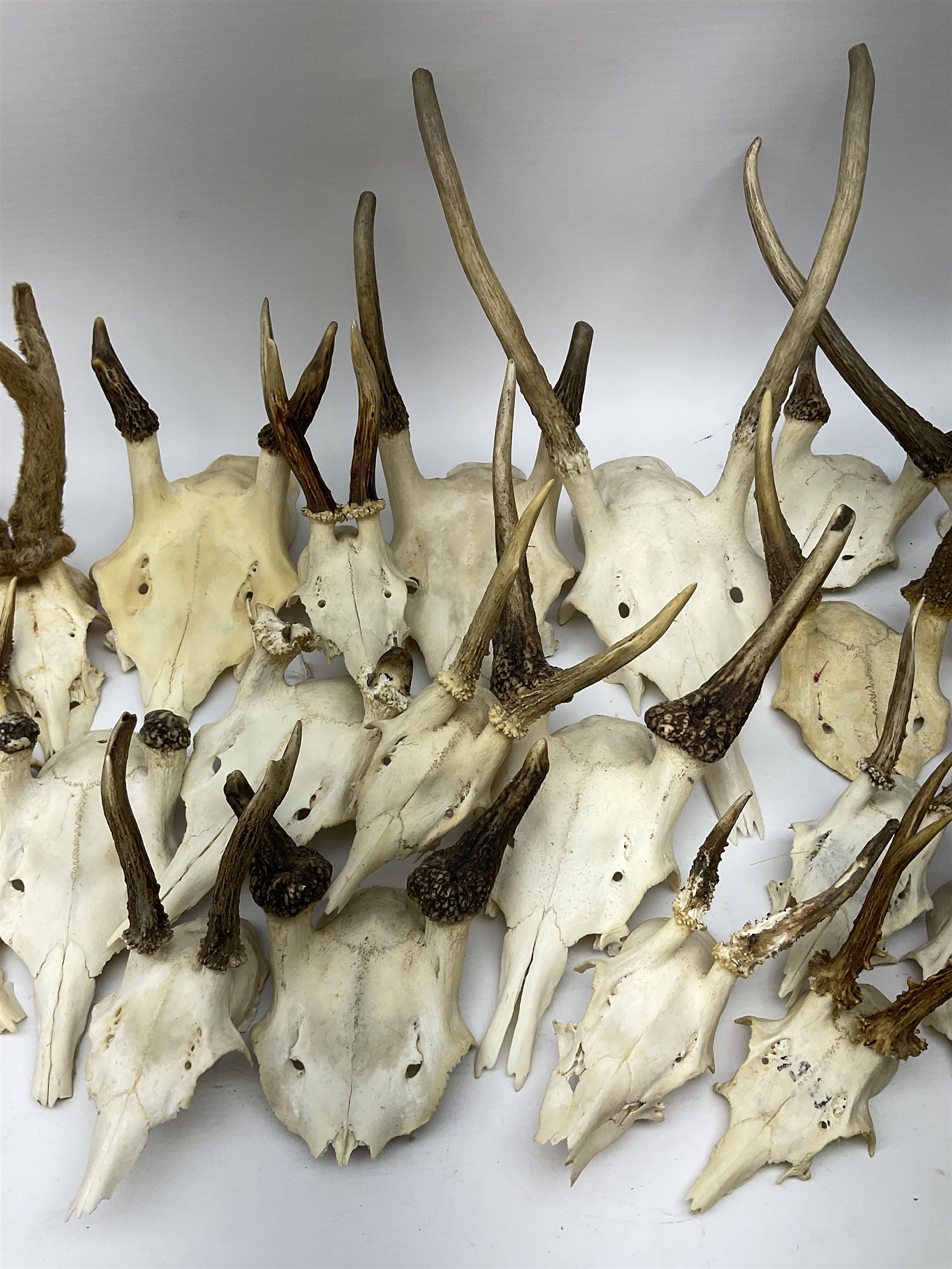A collection of red deer skulls with single point antlers and roe deer skulls with antlers - Image 3 of 4
