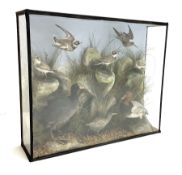 Taxidermy: A Large Cased Diorama of Birds