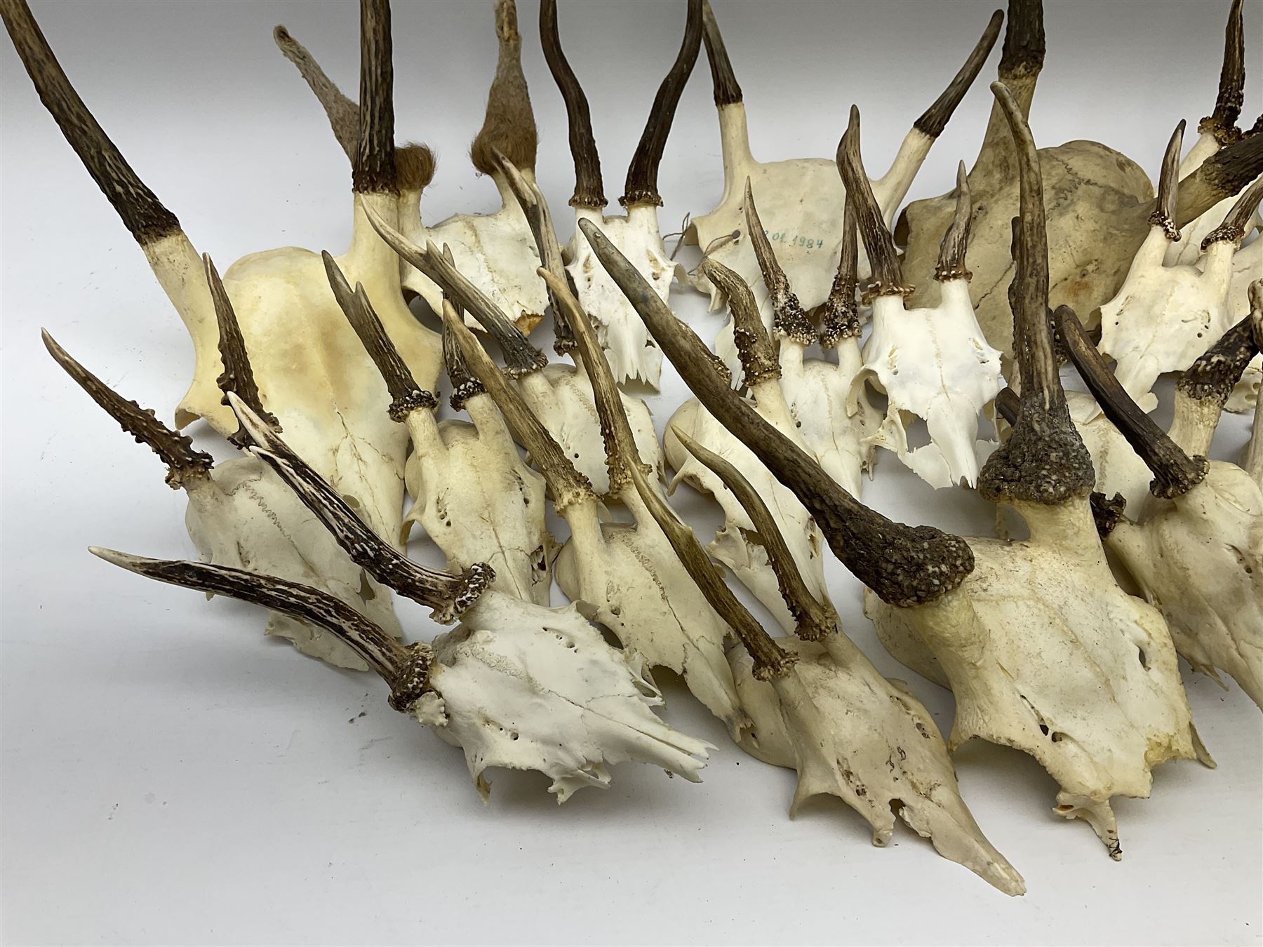 A collection of red deer skulls with single point antlers and roe deer skulls with antlers - Image 3 of 3