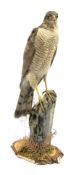 Taxidermy: Sparrow hawk ( Accipiter Nisus) open display upon naturalistic display and tree trunk