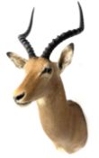 Taxidermy: Common impala (Aepyceros melampus) male