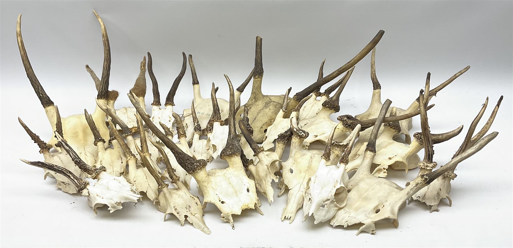 A collection of red deer skulls with single point antlers and roe deer skulls with antlers