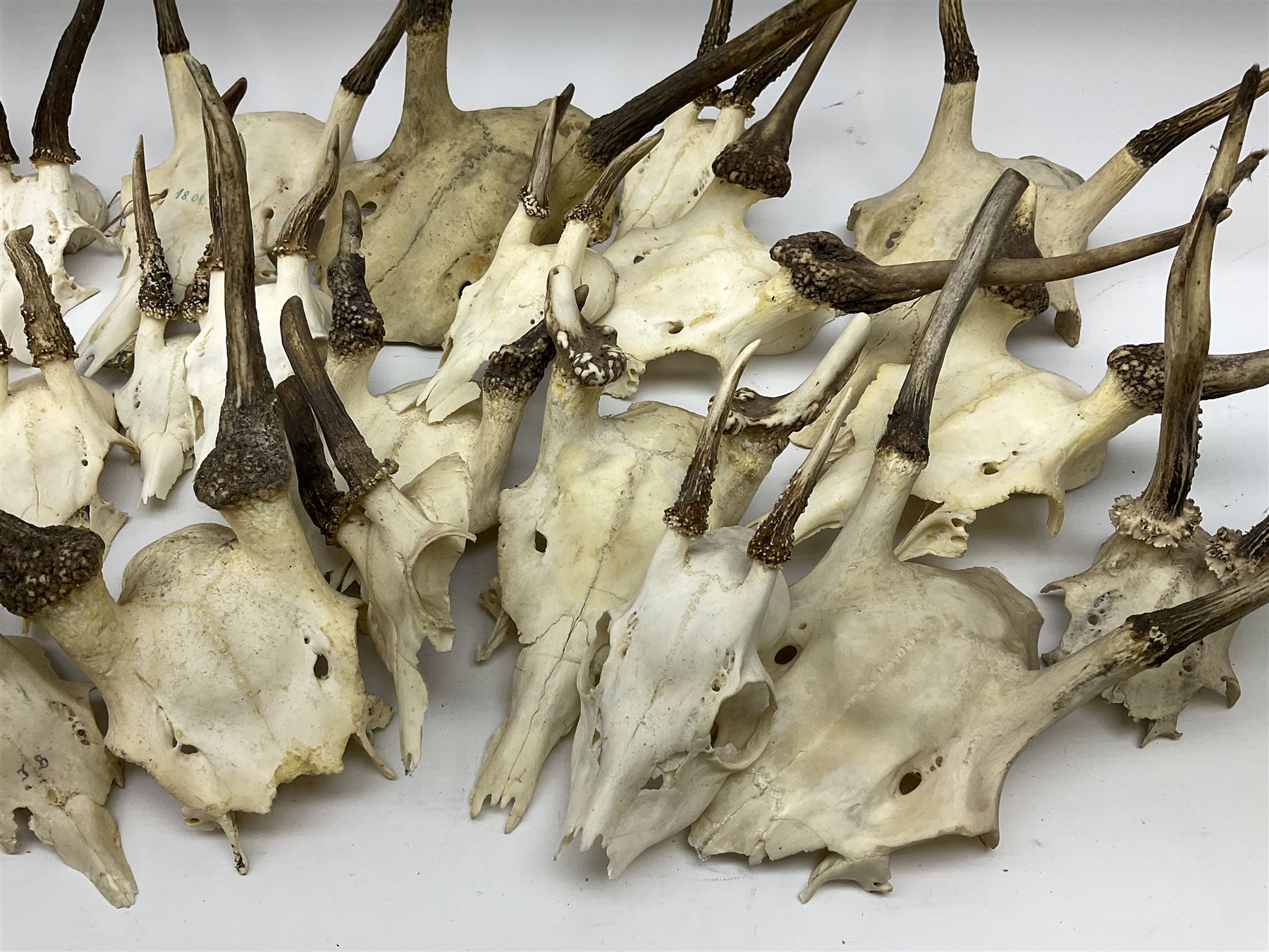 A collection of red deer skulls with single point antlers and roe deer skulls with antlers - Image 2 of 3
