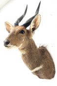 Taxidermy: Cape bushbuck (Tragelaphus sylvaticus) male