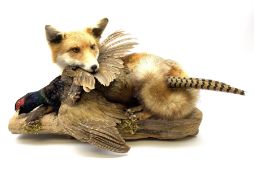 Taxidermy: Red Fox (Vulpes vulpes) with cock pheasant (Phasianus colchicus)