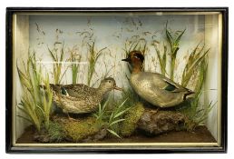 Taxidermy: pair of Green Wing Teal Ducks (Anas Carolinensis)