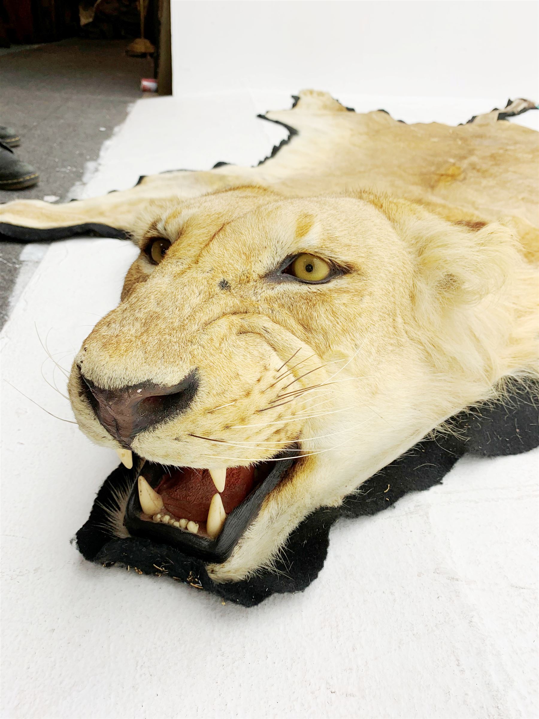 Taxidermy: African Lioness (Panthera Leo) - Image 2 of 8