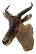 Taxidermy: Common Tsessebe (Damaliscus Lunatus)