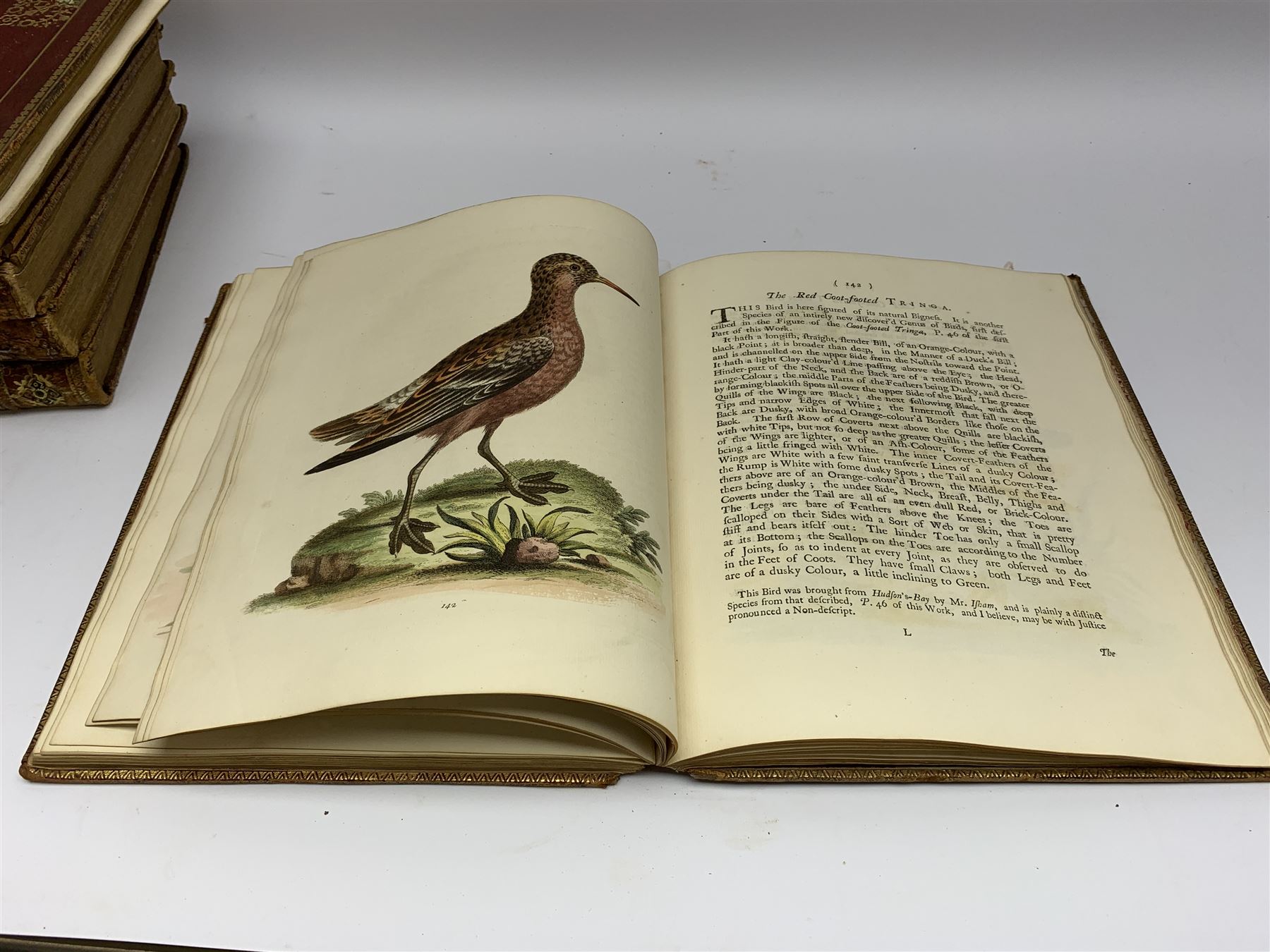 Edwards (George). Natural History of Uncommon Birds - Image 3 of 22