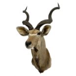 Taxidermy: Greater Kudu (Tragelaphus Strepsiceros)