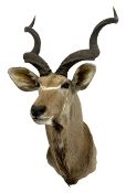 Taxidermy: Greater Kudu (Tragelaphus Strepsiceros)