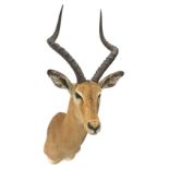 Taxidermy: Common Impala (Aepyceros Melampus)