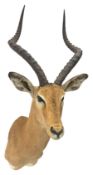 Taxidermy: Common Impala (Aepyceros Melampus)