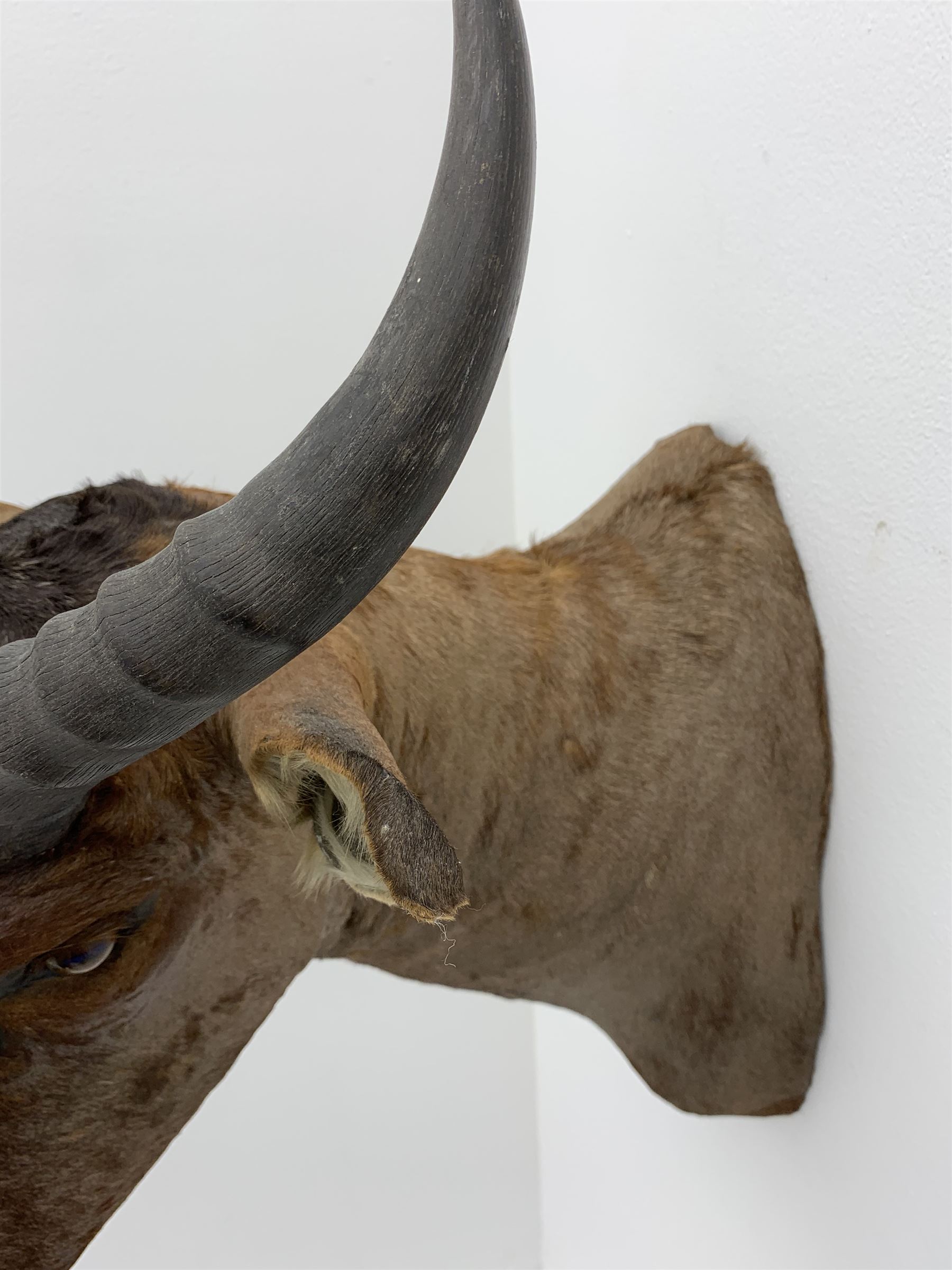 Taxidermy: Common Tsessebe (Damaliscus Lunatus) - Image 6 of 7