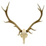 Antlers/Horns: European Red Deer (Cervus Elaphus)