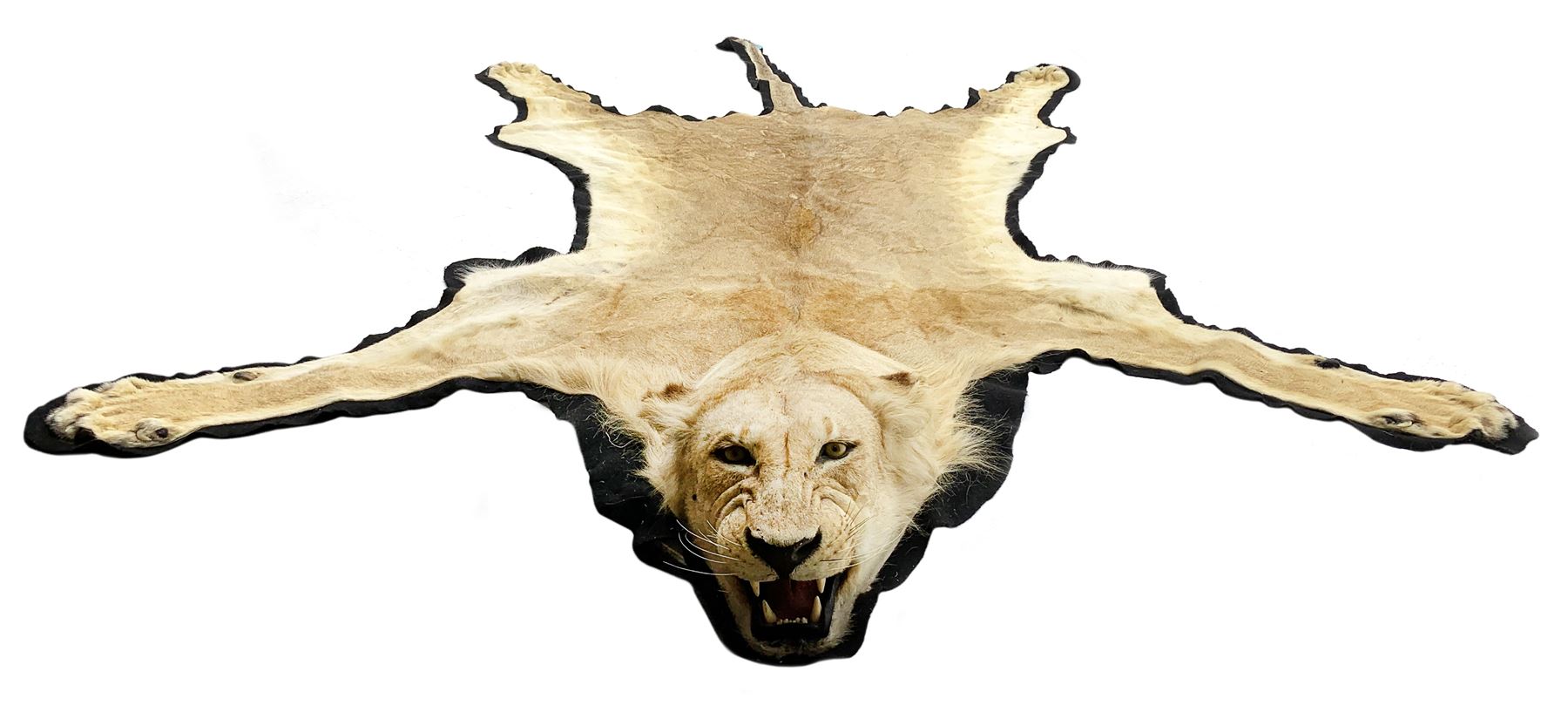Taxidermy: African Lioness (Panthera Leo)