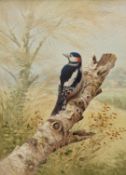 Richard Tratt (British 1953-): Great Spotted Woodpecker