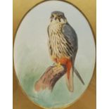 John Cyril Harrison (British 1898-1985): Falcon on a Branch