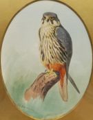 John Cyril Harrison (British 1898-1985): Falcon on a Branch