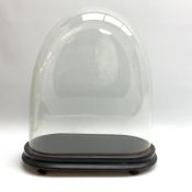 A Victorian clear glass dome