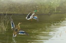 Rex Flood (British 1928-2009): Mallards Rising