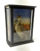 Taxidermy: Little Grebe (Tachybaptus ruficollis) mounted in a naturalistic setting within a glazed c