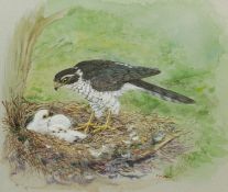 Furnell (British Contemporary): Sparrowhawk and her Chicks