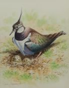 Peter Currington (British Contemporary): 'Lapwing at Nest'