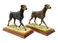 Border Fine Arts Doberman Pinscher