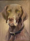 Iris Collett (British 1938-): Study of a German Wire Haired Pointer