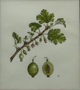 Sarah Gould (British 1955-): 'Gooseberry' Botanical Study