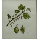 Sarah Gould (British 1955-): 'Gooseberry' Botanical Study