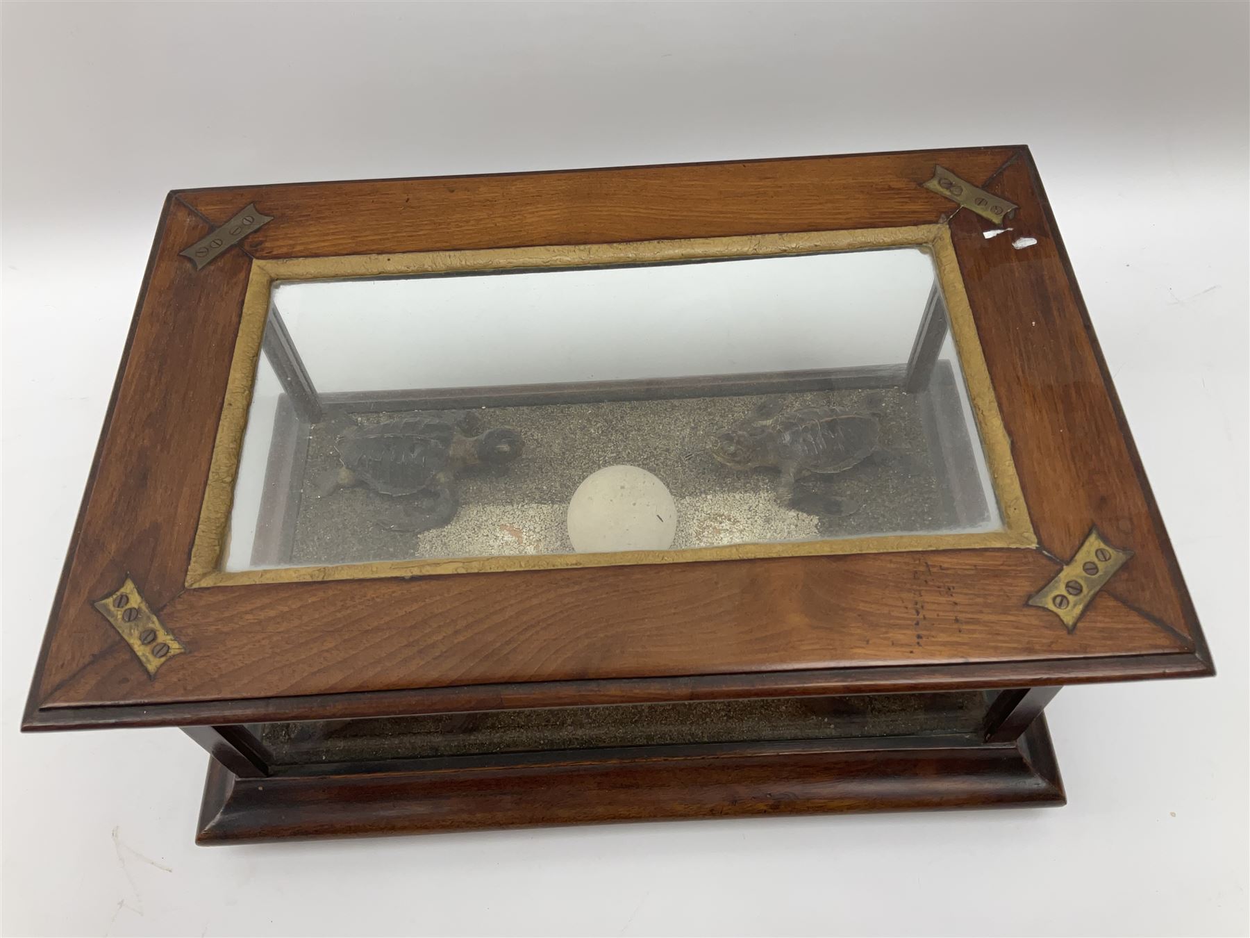 Taxidermy: 19th Century cased group of green sea turtle hatchlings - Image 3 of 4