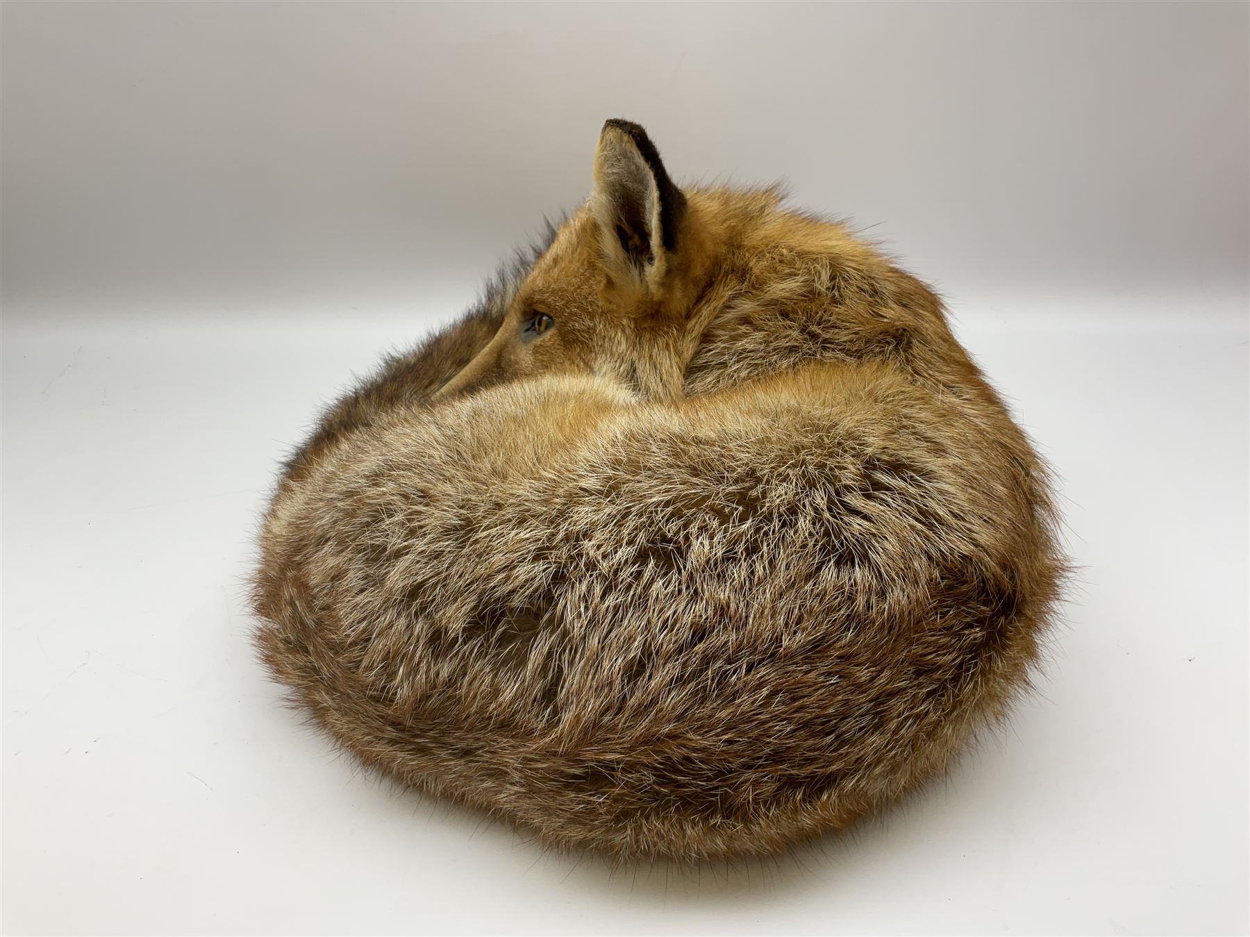 Taxidermy: Fireside red fox (Vulpes vulpes) - Image 7 of 11
