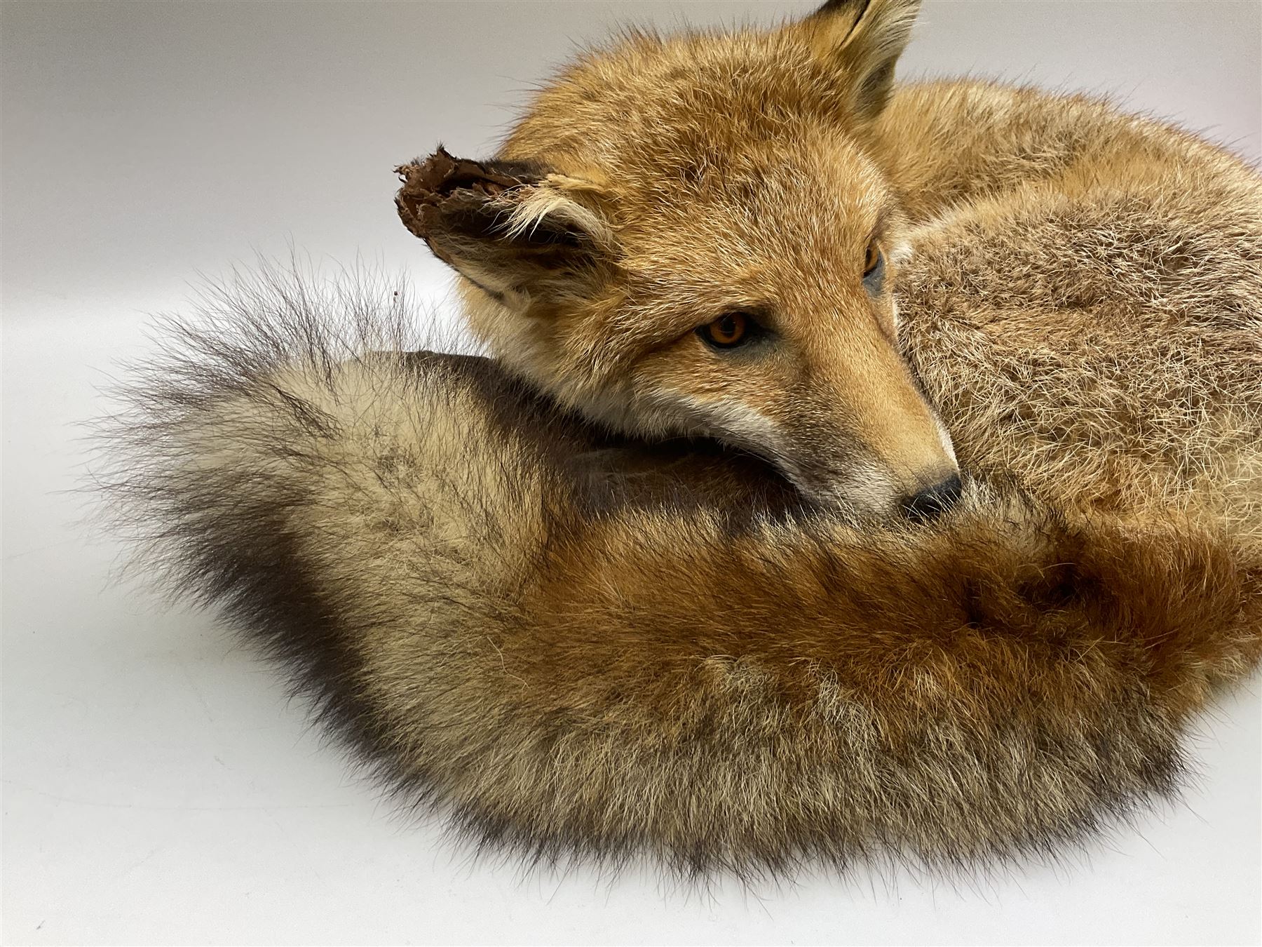 Taxidermy: Fireside red fox (Vulpes vulpes) - Image 6 of 11