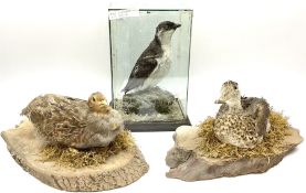 Taxidermy: Female green-winged teal duck (Anas carolinensis)