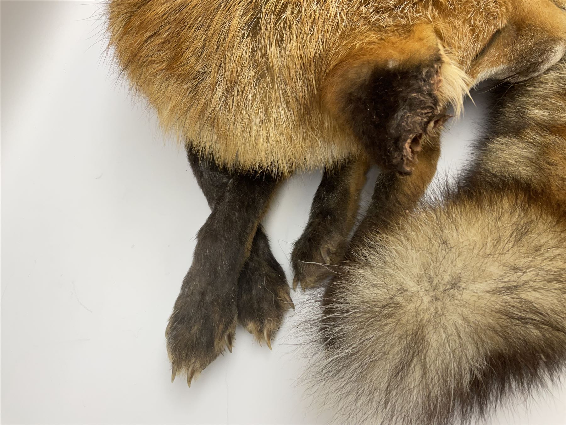 Taxidermy: Fireside red fox (Vulpes vulpes) - Image 5 of 11