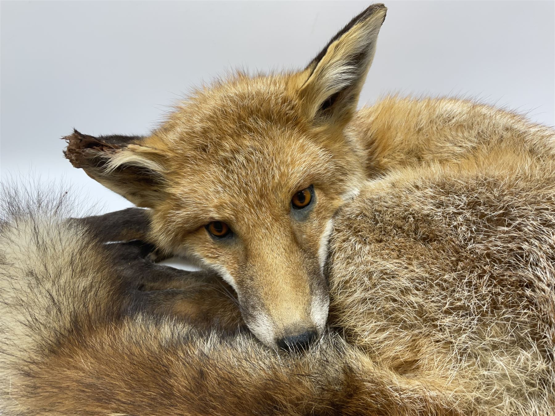 Taxidermy: Fireside red fox (Vulpes vulpes) - Image 9 of 11