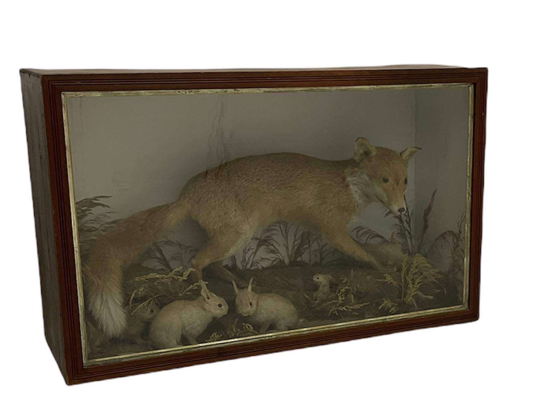 Taxidermy: cased display comprising - Image 2 of 4