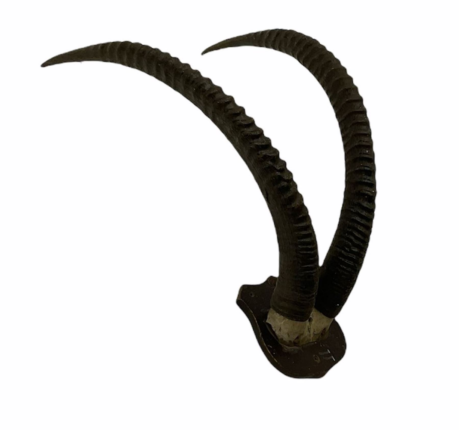 Antlers/Horns: Alpine Ibex (Capra ibex) curved adults horns