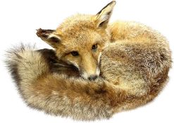Taxidermy: Fireside red fox (Vulpes vulpes)