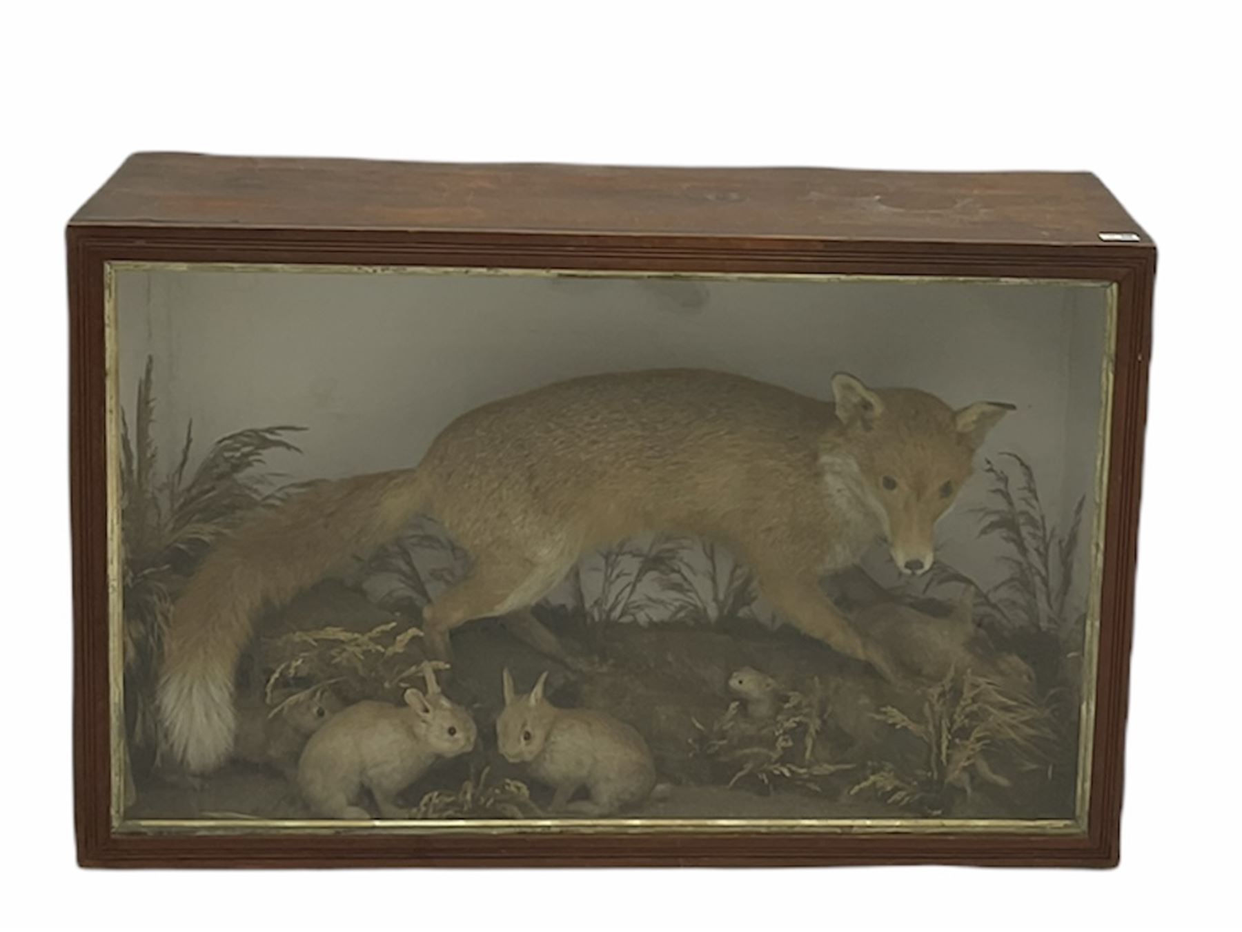 Taxidermy: cased display comprising