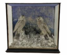 Taxidermy: Victorian cased pair of snowy owls (Bubo scandiacus)