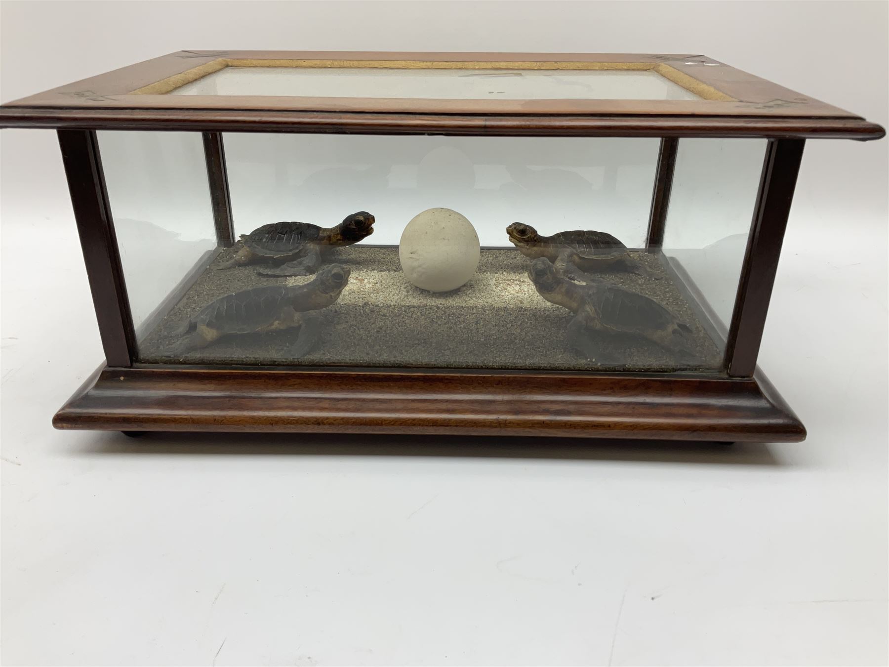 Taxidermy: 19th Century cased group of green sea turtle hatchlings - Image 4 of 4