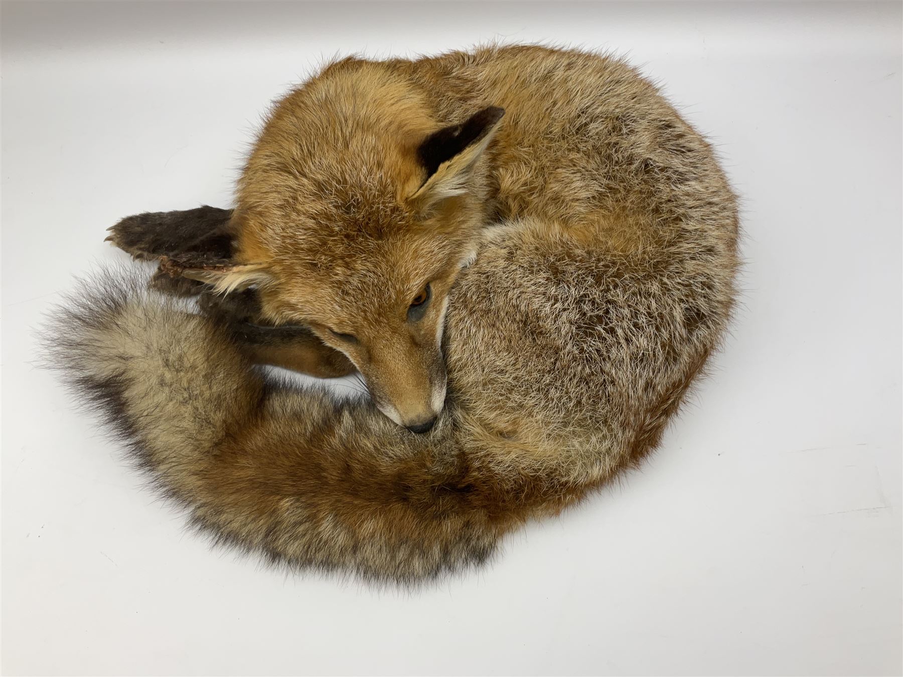 Taxidermy: Fireside red fox (Vulpes vulpes) - Image 2 of 11